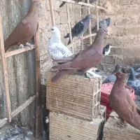 کفتر سرخ کرمونی نر پرشی|پرنده|مشهد, بلال|دیوار