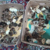 اجاره دستگاه جوجه کشی|حیوانات مزرعه|یاسوج, |دیوار