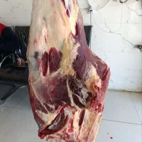 فروش ویژه گوشت گوساله