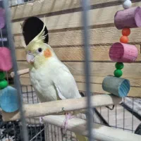 یک جفت عروس هلندی