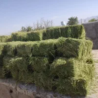 یونجه درجه یک