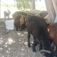 بره نر