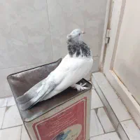 کبوتر کلدمسیاه ماده