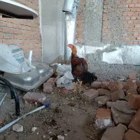 خروس لاری اصل|حیوانات مزرعه|بناب, |دیوار