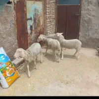 گوسفند لاکن