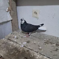 کبوتر فروشی