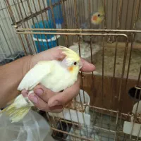 عروس هلندی با جوجه
