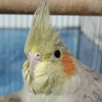 جوجه عروس هلندی دارچینی