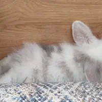 خرگوش لوپ ترکیش|موش و خرگوش|مرودشت, پشت سایپا‎|دیوار