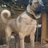 سگ های درشت اندام، سگ فوق حرفه ای،سگ نگحبان|سگ|شهریار, شهریار|دیوار