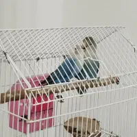 جفت طوطی برزیلی بالغ مست