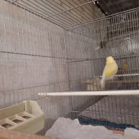 قناری بخوان و اماده