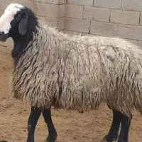 قوچ نر