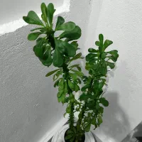 گل آپارتمانی|گل و گیاه طبیعی|سنقر, |دیوار