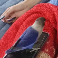 طوطی کوتوله زیبا|پرنده|بندرعباس, |دیوار