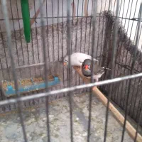 یک جفت پرنده ی فنج|پرنده|صحنه, |دیوار