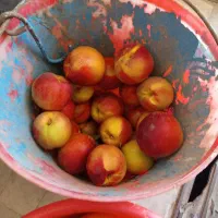کارگر آقا و خانم برای گوجه چینی