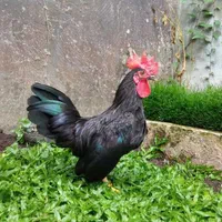 مرغ و خروس جهت ذبح و قربانی کردن