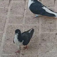 کبوترفروشی