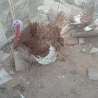 بوقلمون برنزه