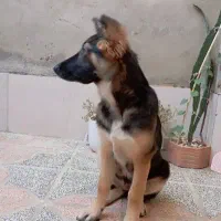 سگ ژرمن شپرد|سگ|سنندج, |دیوار