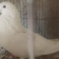 کفتر تهرونی نر