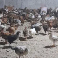 جوجه خروس ۳۷ روزه ۴۰۰ گرمی