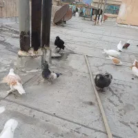 کبوتر نوک قرمز نوک سرخ گردن بور