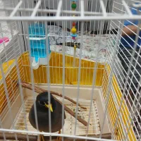 مینا|پرنده|قم, نوبهار|دیوار