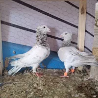 کبوتر