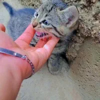 گربه|گربه|گنبد کاووس, |دیوار
