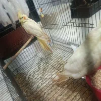 عروس هلندی|پرنده|یزد, |دیوار