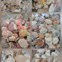 صدف و گوش ماهی