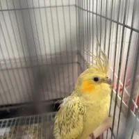 فروش عروس هلندی کمیاب با قیمت فوق العاده