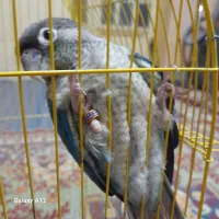 طوطی تراکویس|پرنده|بهبهان, |دیوار