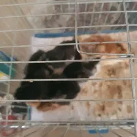 ۶عدد چوری گلین لری عشایری|حیوانات مزرعه|خرانق, |دیوار