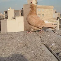 چهارتا دم سفید ماده|پرنده|مشهد, احمدآباد|دیوار