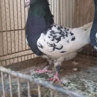 کبوتر کله ایی|پرنده|تهران, خرمشهر|دیوار