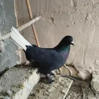 کبوتر
