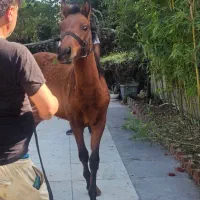 کره اسب نریان کرد اصیل