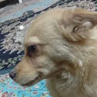 پامراشپیتز