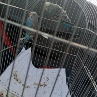 مرغ عشق آبی دارچینی