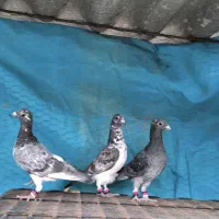 گمشده کبوتر|حیوانات|گناباد, |دیوار