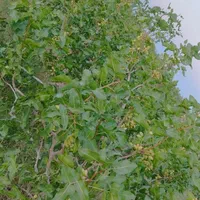 سرمایه گذاری پسته ثمری آب شیرین|فروش دفتر صنعتی، کشاورزی، تجاری|یزد, |دیوار