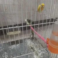 سه عدد قناری دو تا نر و یک ماده