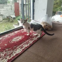 واگذاری رایگان بچه گریه|گربه|پره‌سر, |دیوار