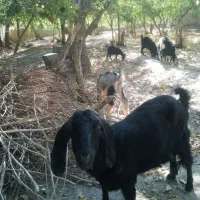 فروش 8عدد بز رسمی و کره