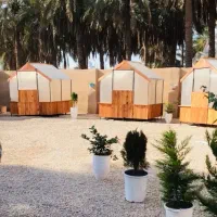 آلایچق در حد نو