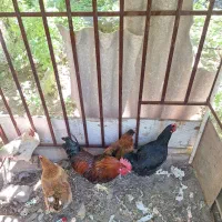 مرغ خروس تخم گذار