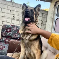 ژرمن شولاین|سگ|قائمشهر, |دیوار